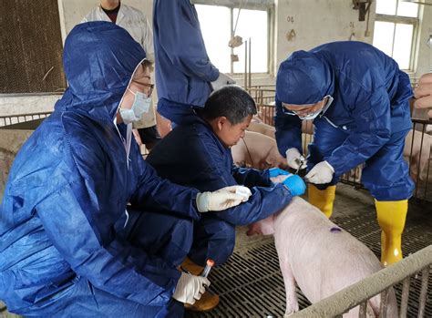 市农科院成立60周年专栏丨将克隆猪技术应用在保种繁育中 这支科研团队助力本地猪种“把根留住”_媒体聚焦_快捷链接_上海市农业科学院