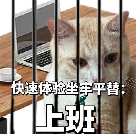 有意思的猫咪发疯精神状态表情包图片_配图网