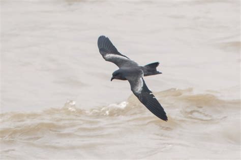 绍兴新发现两种鸟：黑叉尾海燕、加拿大黑雁-浙江新闻-浙江在线