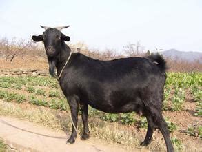 黑山羊简介 - 绿果山羊品种