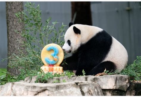 大熊猫幼崽“小奇迹”在美国迎来3岁生日 将于年底回国