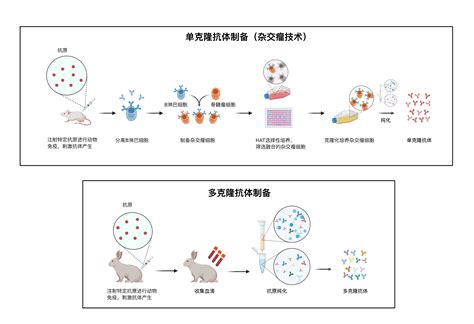 单克隆抗体技术简史及经典药物-上海玮驰仪器有限公司