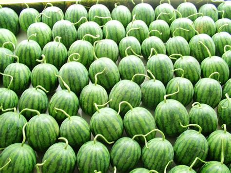 科普：西瓜的品种 - 武汉泽安园林工程有限公司
