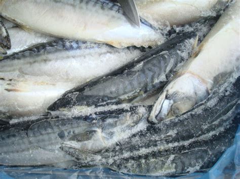 鲐鱼为什么比鲅鱼便宜,鲐鱼和鲅鱼哪个好吃,鲅鱼好吃么_大山谷图库