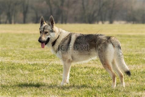 捷克猎狼犬在草地上玩耍高清摄影大图-千库网