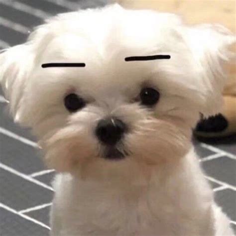 非主流灰色头像狗狗