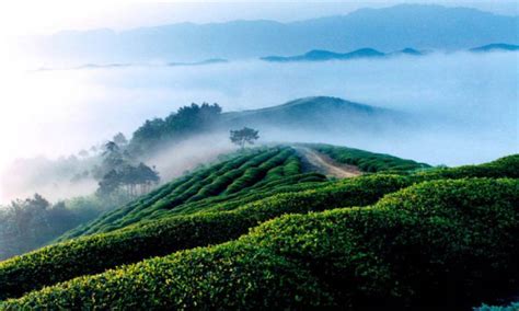 探索最美庄园 龙袍茶庄园 这里每一口空气都有茶的芬芳_信阳