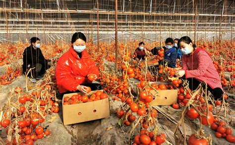 大棚西红柿丰收-天山网 - 新疆新闻门户