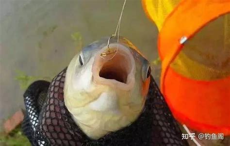 【钓鱼技巧】依据鱼钩刺中鱼嘴的位置，调整灵与钝