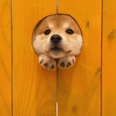 非主流狗头头像