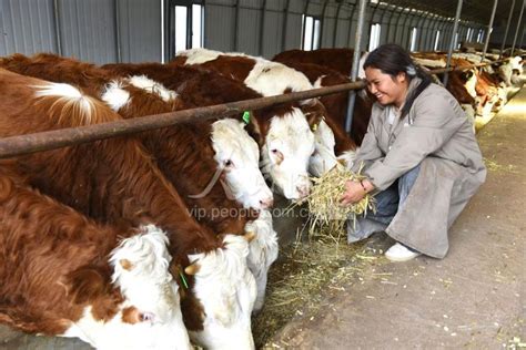 云南巍山：肉牛养殖助农增收-人民图片网
