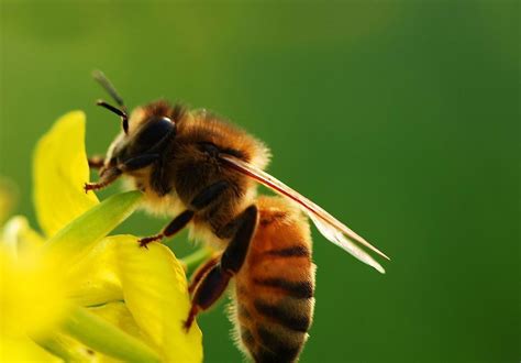 蜜蜂代表什么人的精神品质 | 说明书网