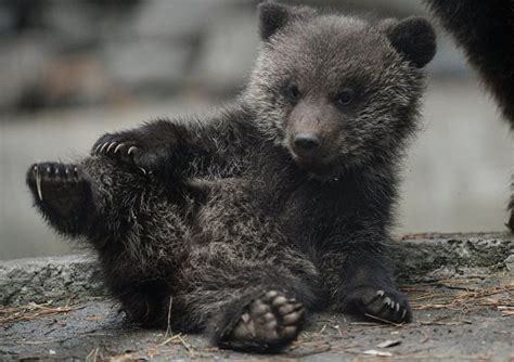 肉食动物棕熊Ursusarctosberingianus堪察加棕熊的肖像俄语危险高清图片下载-正版图片307782483-摄图网
