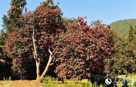 红花树摄影-千叶网