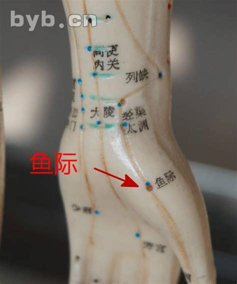 鱼际穴位图图片