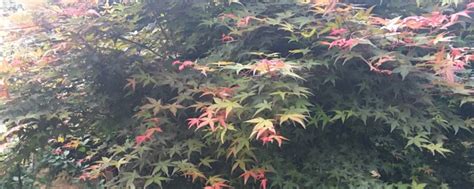 6公分日本红枫树价格多少钱一棵-花木行情-中国花木网