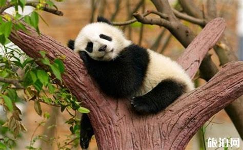 2018年7月武汉动物园还有熊猫吗 武汉动物园熊猫什么时候回来_旅泊网