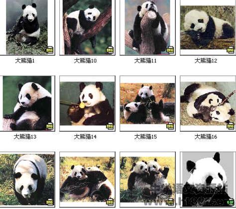 大熊猫,水平画幅,动物身体部位,野外动物,熊,动物主题,特有物种,哺乳纲,熊猫,四川省摄影素材,汇图网www.huitu.com