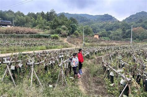 龙岩武平讲的什么话,武平岩前客家话,客家武平家乡话_大山谷图库