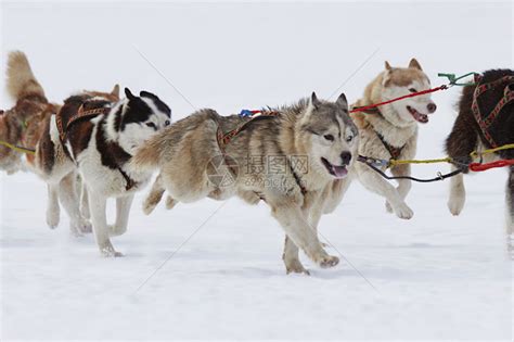 雪橇犬有几种品种（世界上四种最杰出的雪橇犬，哈士奇排第一，没想到吧） | 说明书网