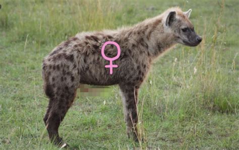 性别成谜！雌性斑鬣狗为何进化出雄性生殖器，它们如何繁衍后代？_草原_族群_雌雄