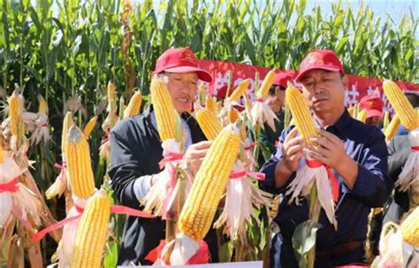 武威凉州：新品玉米喜获丰收-甘肃三农在线