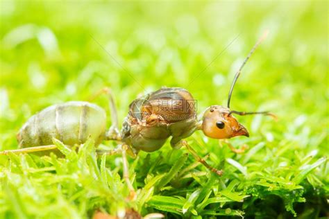 草地上的宏绿蚂蚁高清图片下载-正版图片307229300-摄图网