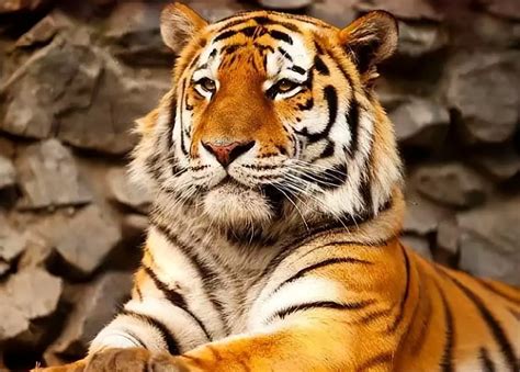 生肖虎的正月运势(生肖虎的正月运势及运程)