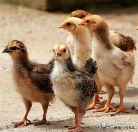 小鸡出生多久喂食喂水，刚出生的小鸡多久喂一次水|admin_人人点