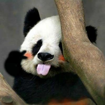 可爱大熊猫摄影照片摄影图__野生动物_生物世界_摄影图库_昵图网nipic.com