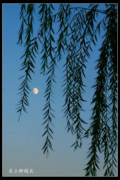【月上柳梢头摄影图片】新疆喀什市生态摄影_太平洋电脑网摄影部落