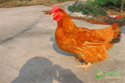 中国十大名鸡品种排行榜，你认识几种？(3)_巴拉排行榜