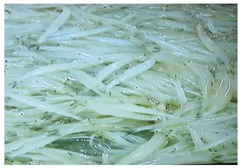 巢湖银鱼-名特食品图谱-图片