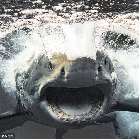 罕见！大白鲨“斩首”潜水员！鲨鱼明明不吃人，为何常袭击人类？