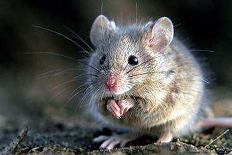 这“老鼠”真正的名字叫什么，网上搜尖嘴老鼠都是北小麝鼩，鼩鼱，麝鼩什么的，但是按体貌特征又对不上？