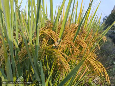 拍摄高产水稻,农作物,植物花草,摄影素材,汇图网www.huitu.com