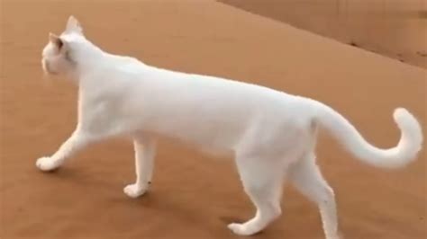 猫的走路方式是什么样子的（猫咪的5种基本步态） - 胖萌舍宠物网