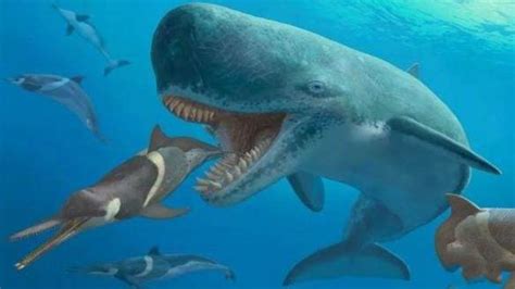 史前海洋顶级掠食者，战斗力媲美巨齿鲨，梅氏利维坦鲸你认识吗？