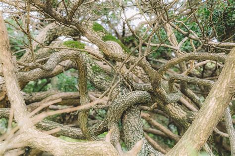 树枝结构枝繁叶茂植物生长摄影图6000*4000图片素材免费下载-编号610233-潮点视频