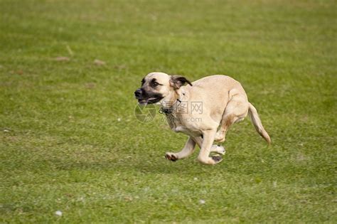 狗舞步动物猎犬运动赛跑秀场赛车小狗训练跑道高清图片下载-正版图片321236745-摄图网