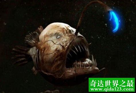 世界十大神秘的海洋动物，罕见浑身透明的深海鱼类 — 奇达世界之最
