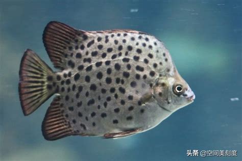 热带鱼品种大全图（十大最好养的热带鱼） – 碳资讯