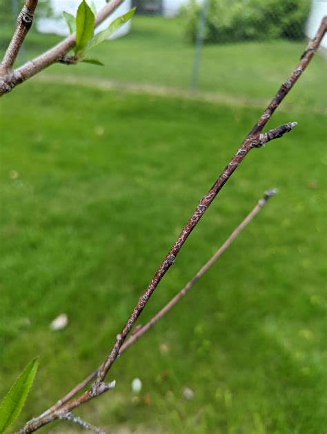 Peach tree has black branches #792318 - Ask Extension