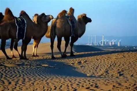 骆驼户外-品牌文化2016 Camel Brand|网页|运营设计|巨匠DESIGN - 原创作品 - 站酷 (ZCOOL)