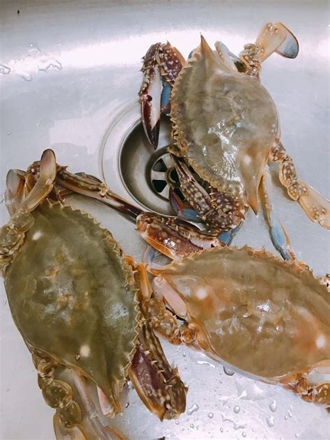 螃蟹的保鲜方法 螃蟹怎么保鲜 - 天奇生活