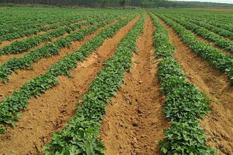 红薯种植技术与管理-农百科