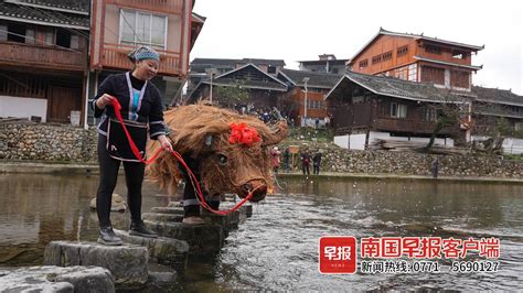桂林农民牵着牛当模特成网红_手机凤凰网