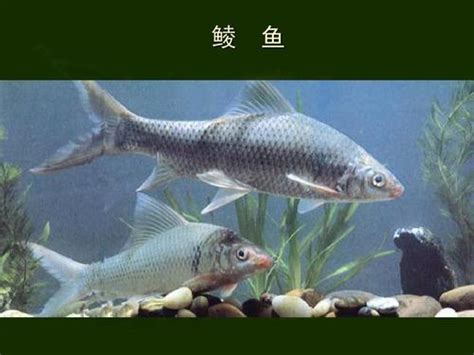 淡水鱼的种类大全图片及介绍 - 看图识鱼,鱼类百科大全,常钓鱼种类