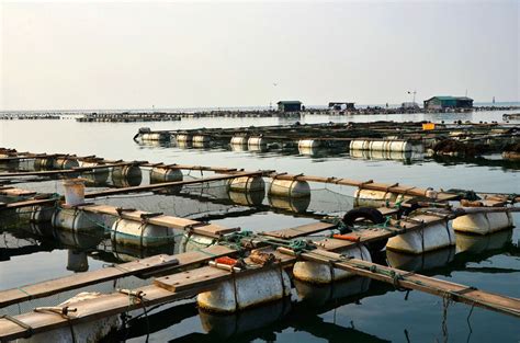 鱼类养殖与设施渔业研究室-黄海水产研究所