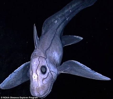 盘点十种最恐怖的海洋生物_深海